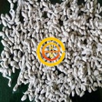 黄河商品牌交易市场进口棉籽